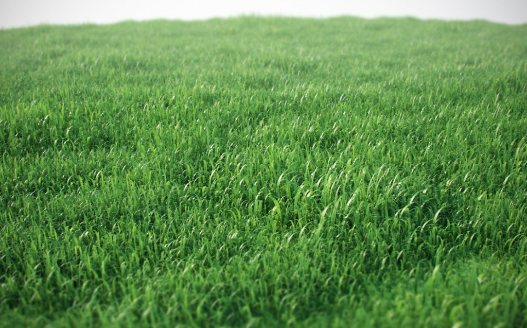 Grassc4d